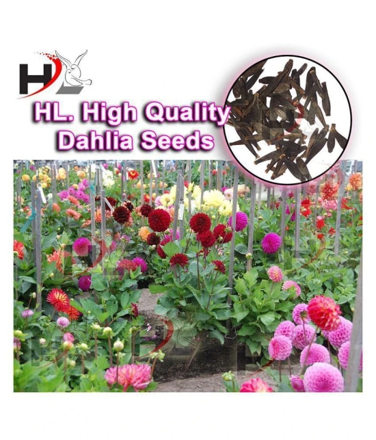 HL. Dahlia Hybrids Mixed Color - Dahlia Flower Seeds