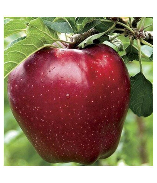 APPLE SEEDS - 10 Seeds Pack