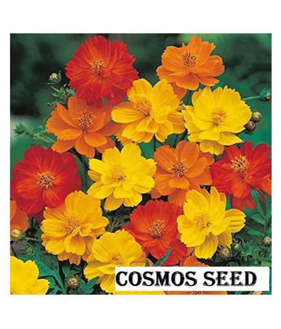 Cosmos mixed Colors Flower Garden Flower Seeds | Pack of 20 Seeds