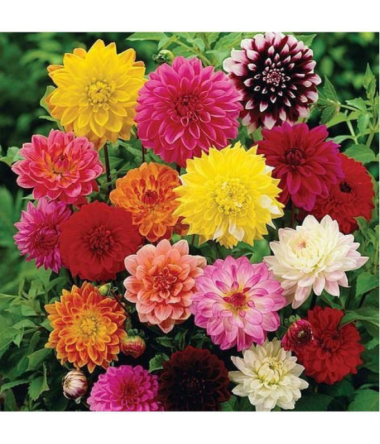 Mix type  Dahlia flower 100 seeds pack with free Free cocopeat  and user manual for your garden