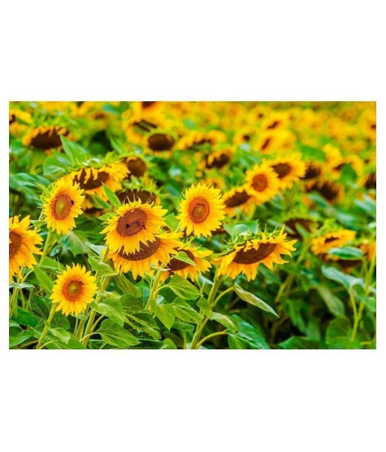 Joycity Sunflower Organic Seeds- 50+ Seeds