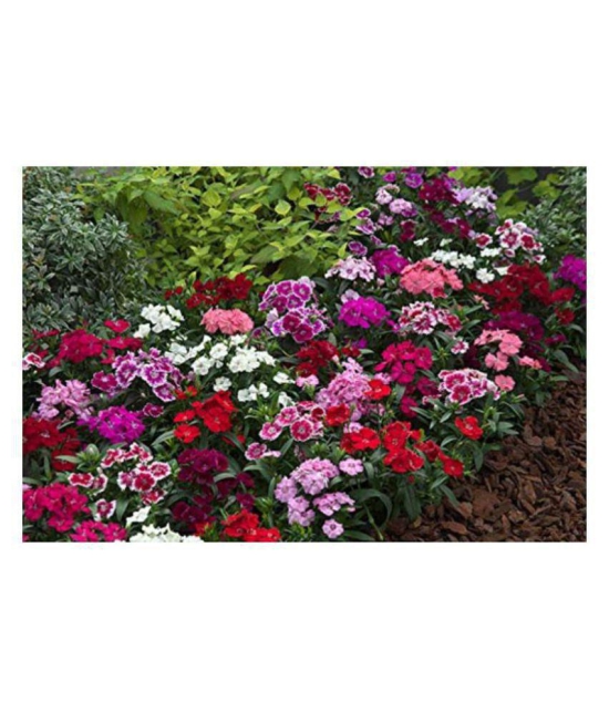 SHOP 360 GARDEN Dianthus Magic Mix Flower Seeds - Pack of 100 Seeds