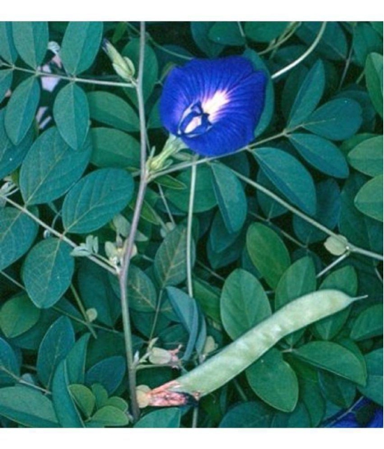 CLASSIC GREEN EARTH - Pea Flower ( 50 Seeds )