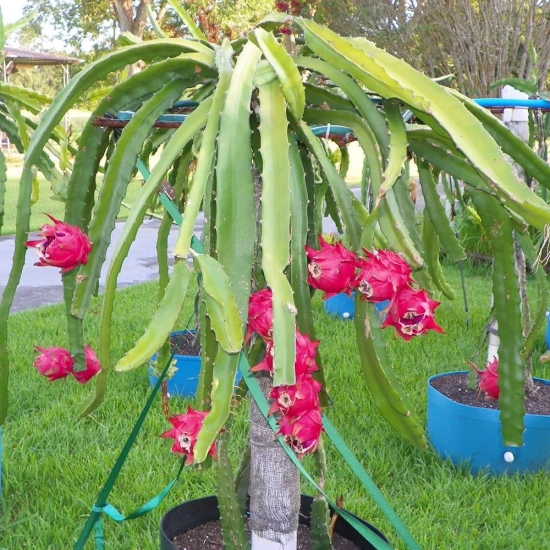 Dragon Fruit Plant For Home Garden