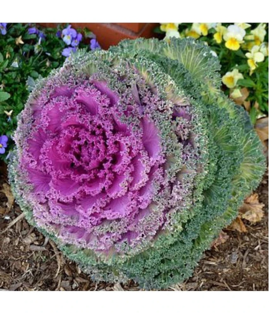 flowering kale pack of 30 seeds