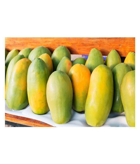 Papaya Seeds thai big red Variety Dwarf Fruit 50 seeds  + Instruction Manual