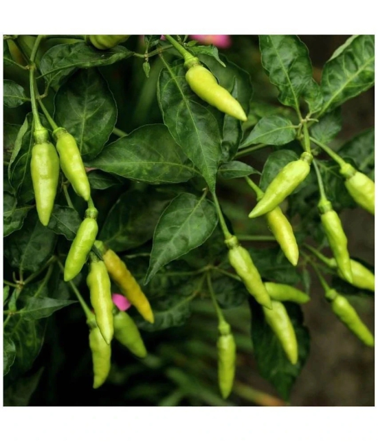 homeagro - Chilli Vegetable ( 50 Seeds )