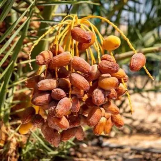 Dwarf Arabian Date Plant