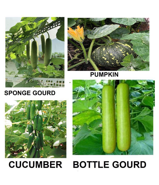 cucumber + sponge guard + bottle guard +pumpkin 30+ seeds