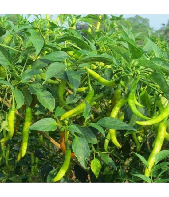 CLASSIC GREEN EARTH - Chilli Vegetable ( 50 Seeds )