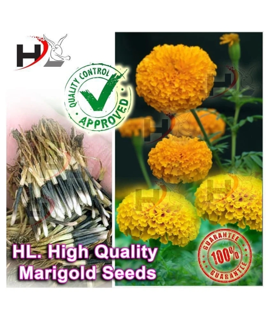 HL. High Quality MIX Marigold Seed 100% working