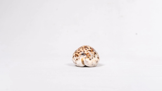 Brown and White Spotted Seashell