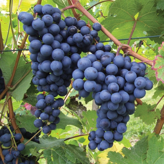 Exotic Black Grapes Fruit Plants