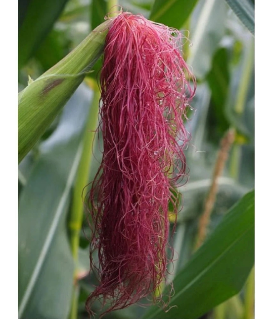 Red Corn (maize) Traditional Seeds - 50 seed