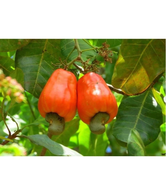 Cashew Nut (Kaju) Tree Seeds