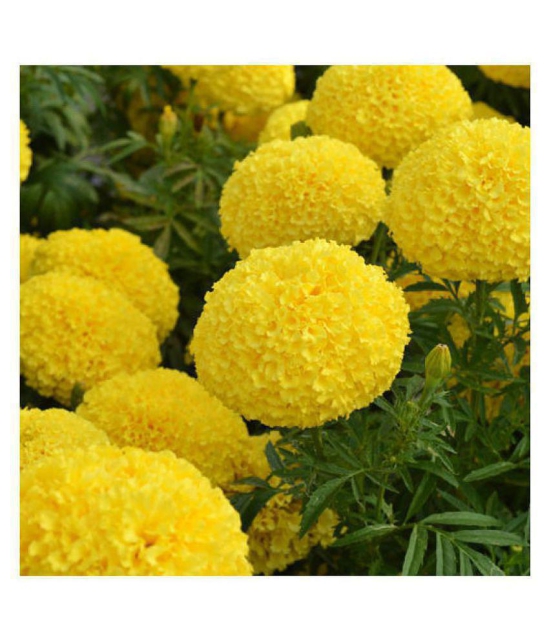 African Marigold Flower Seeds