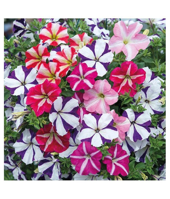 Petunia Ultra Star Variety (Avg 30-50 Seeds) with cocopeat and growing soil