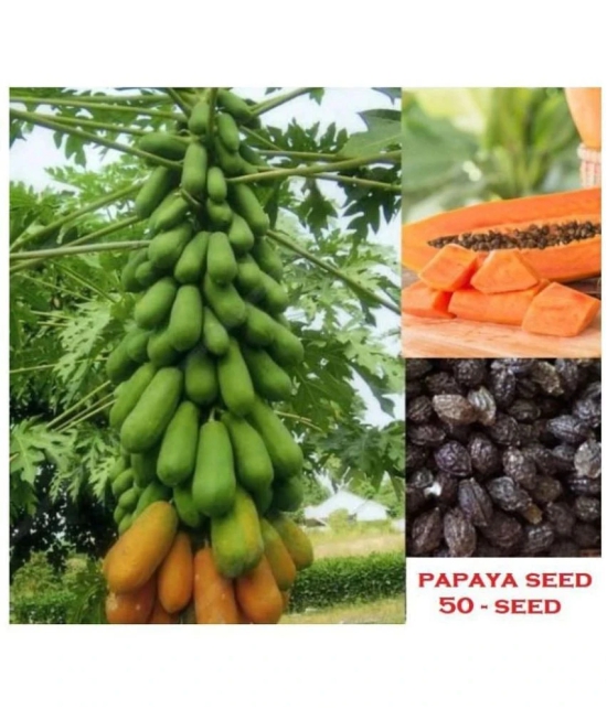 Papaya, Papita Honey Dew Fruit | Pack of 50 Seeds