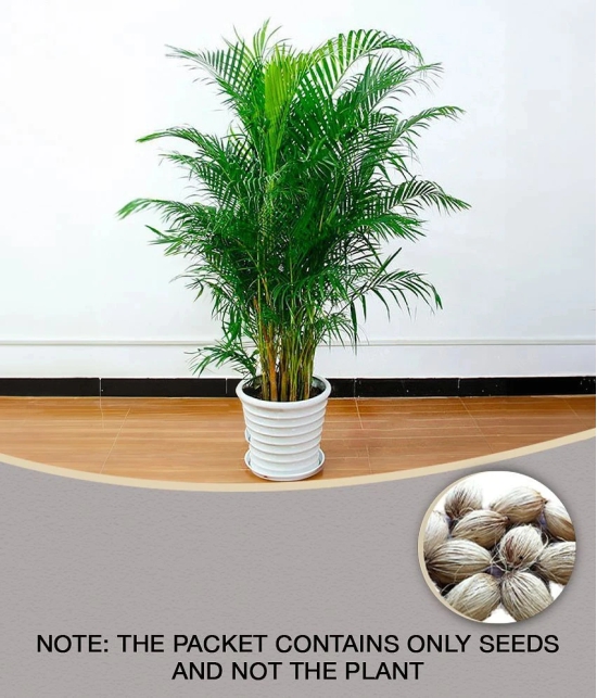 ARECA PALM ORNAMENTAL AIR PURIFYING INDOOR OUTDOOR TREE 5 SEEDS PACK WITH FREE COCOPEAT POTTING SOIL AND USER MANUAL FOR TERRACE AND HOME GARDENING CHEAP RATE ON SNAPDEAL