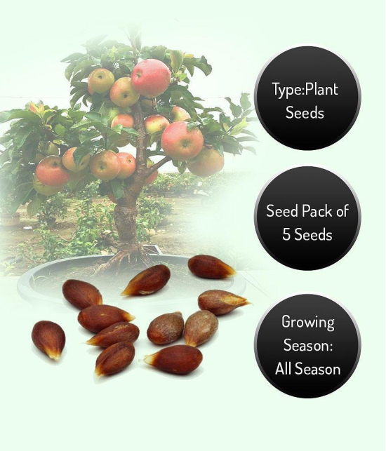 Apple Hazaratbali Variety Fruit Seed Plant For Indoor