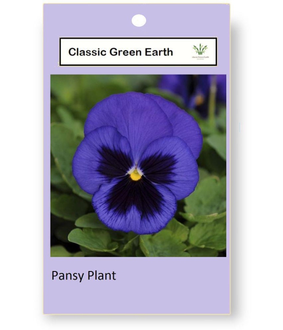 CLASSIC GREEN EARTH - Pansy Flower ( 60 Seeds )