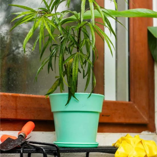 Plastic Planter Pot with Round Band With Tray Blue