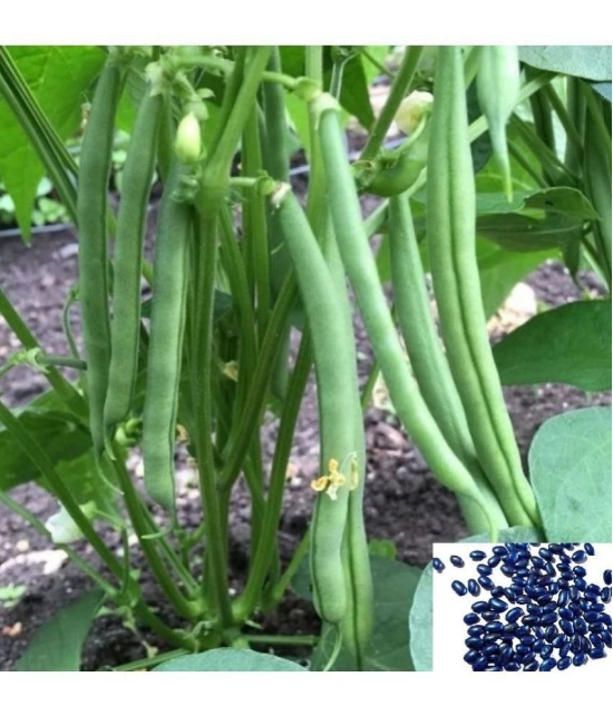 HN organic seed Beans Vegetable ( 50 Seeds )