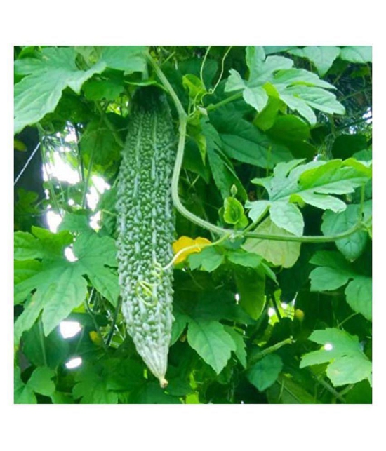 Bitter Gourd(Karela) Jhalri Long - Desi Vegetable Seeds 15