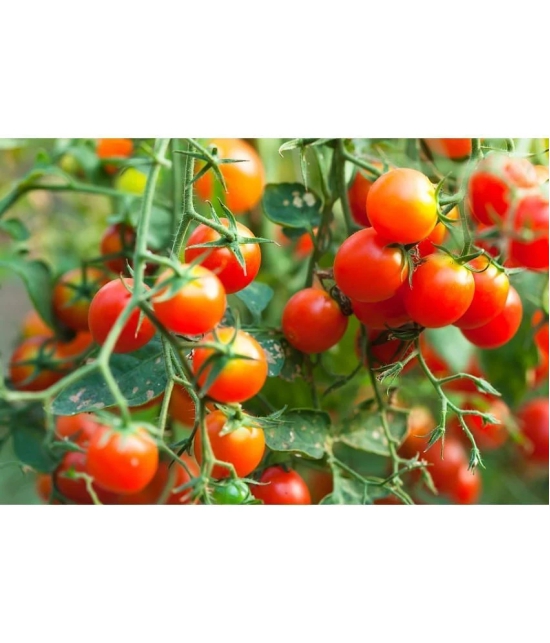 homeagro - Tomato Vegetable ( 100 Seeds )