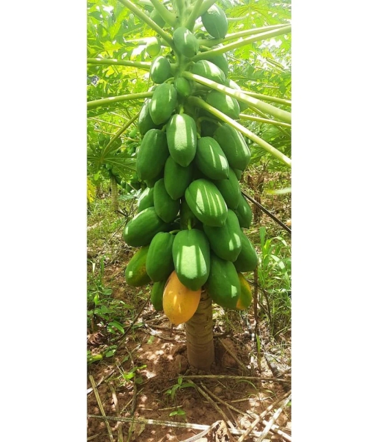 Papaya, Papita Honey Dew Fruit | Pack of 50 Seeds