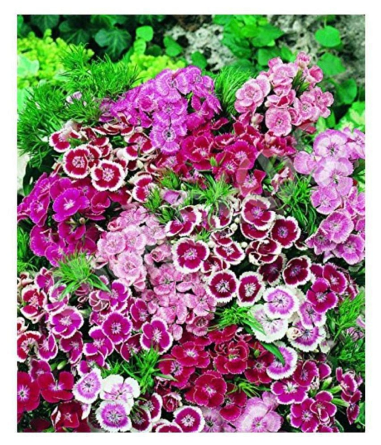 SHOP 360 GARDEN Sweet William Dwarf Mixed Flower Seeds - Pack of 100 Seeds