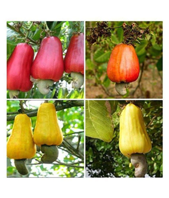 Cashew Nut Seeds - Home Garden Pack