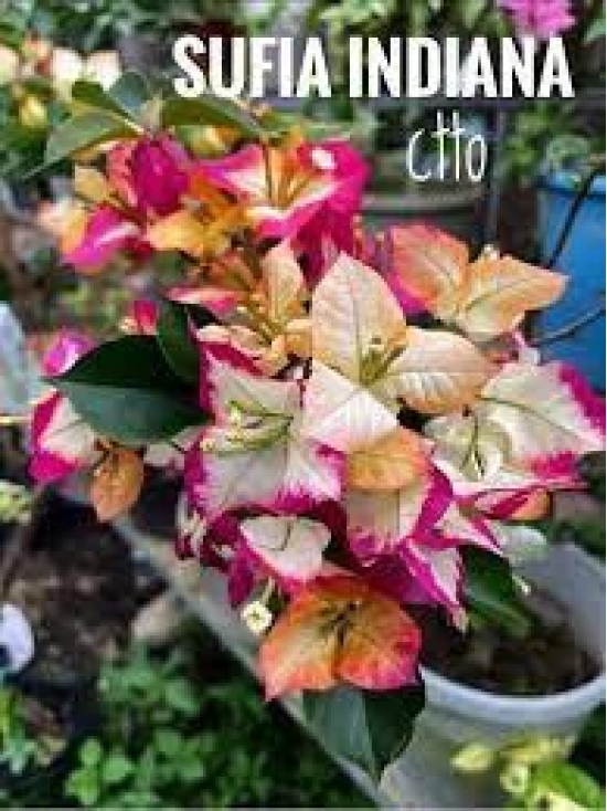 Sufia indiana bougainvillea flower plant