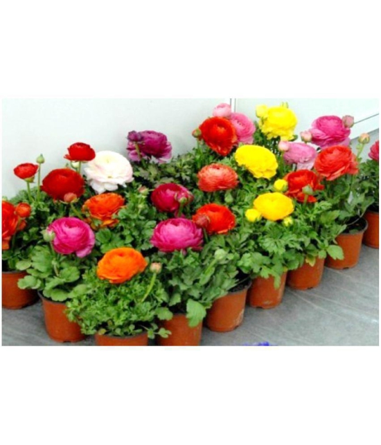 Ranunculus asiaticus Flower Seeds - 40 seeds