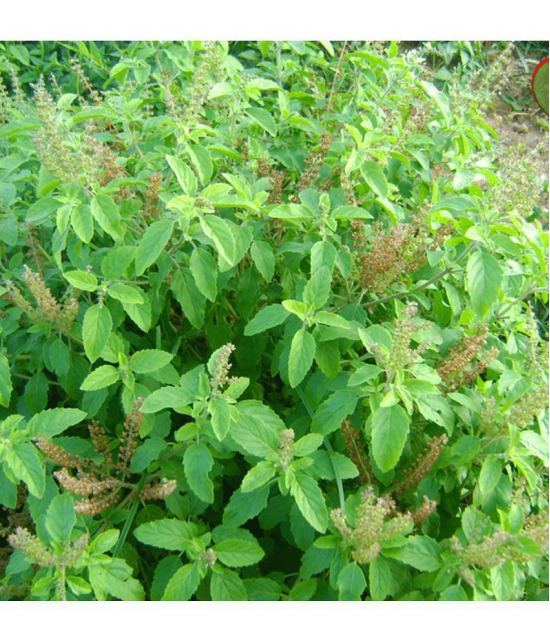 Tulsi plant seeds - Ram tulsi seeds- krishna Tulsi seeds - Ocimum sanctum seeds - Holy Basil seeds, Tusli, Tulasi, Madura-tala – Tulshi seeds – 50 seeds