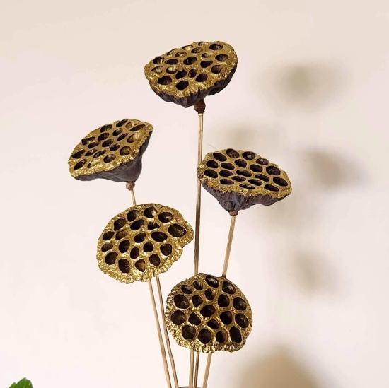 Dried Lotus Flower Pods - Big-Gold