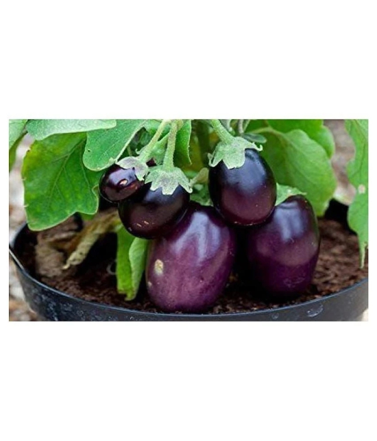 LIVE GREEN Brinjal Seeds