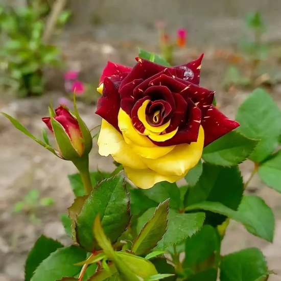 Abracadabra Rose Flower Plant