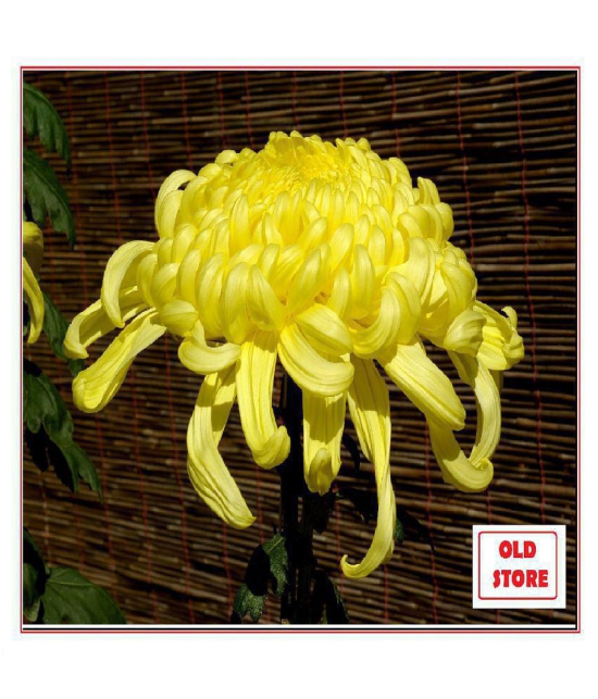 CHRYSANTHEMUM FLOWER PHOOL 40 SEEDS PACK  WITH FREE COCOPEAT COMBO PACK WIHT USER MANAUL FOR HOME GARDENING USE