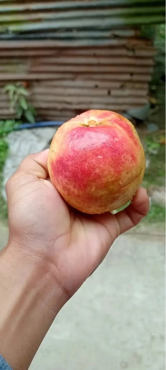 Elhabad Surkha Guava Fruit Plant