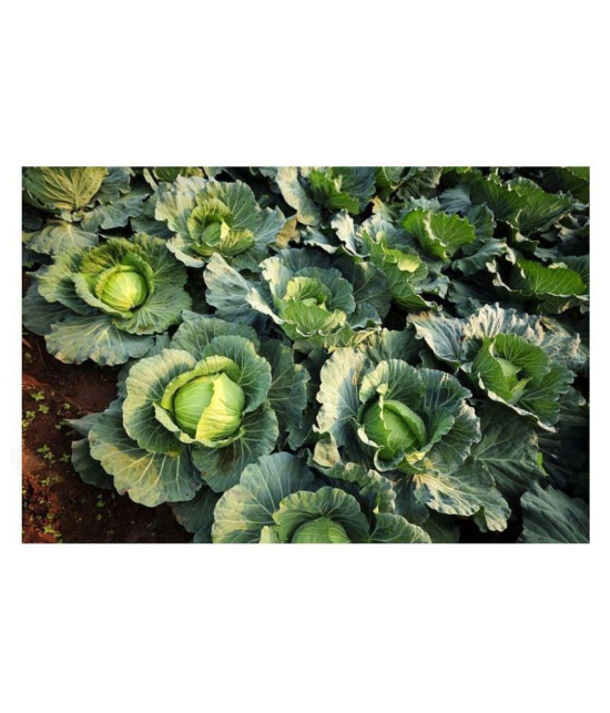 homeagro Cabbage hybrid Vegetable Seeds -  50 Seeds Pack