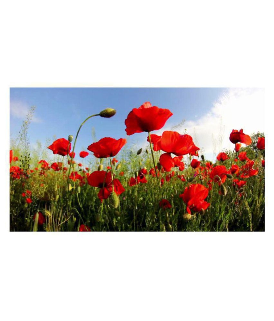 Flanders Poppy Hybrid Seeds Gardening Seeds Garden [Home Garden Seeds Eco Pack] Plant Seeds