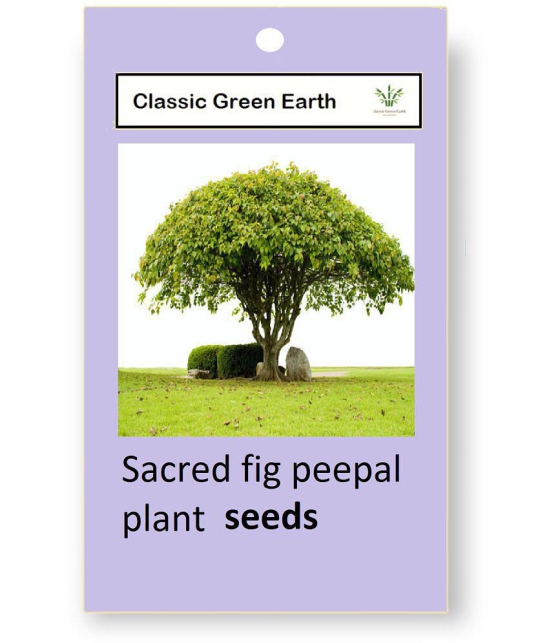 CLASSIC GREEN EARTH - Peepal Plant ( 10 Seeds )