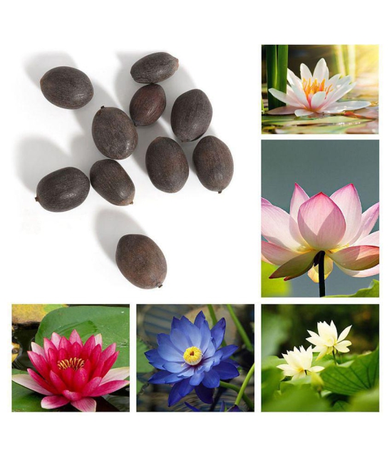 Lotus Seeds Adorable Flower 10 Seeds Fragrant Blooms Hydroponic Water Flower