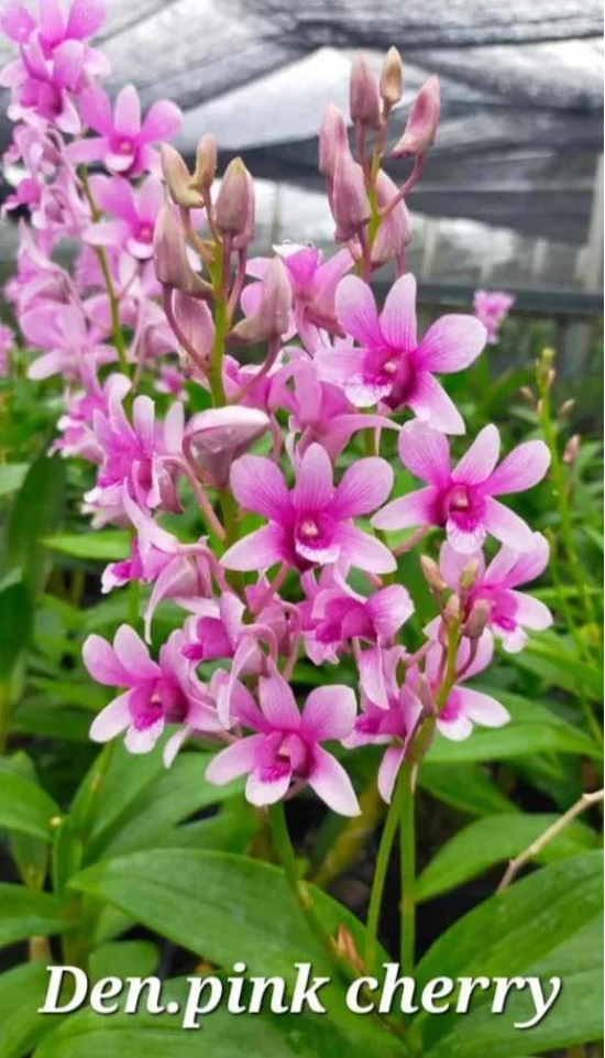 Dendrobium Pink Cherry