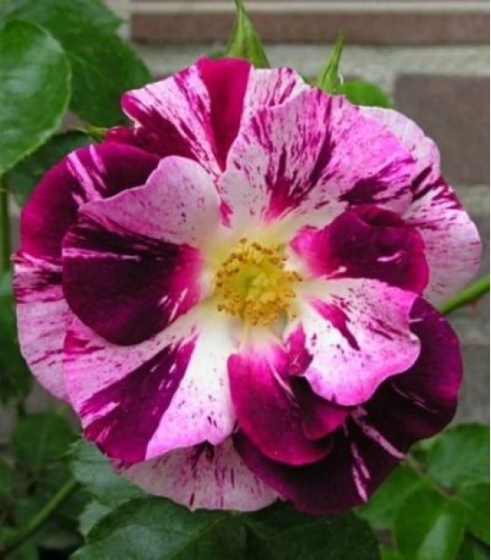 Climbing Rose Flower Plants(Purple And White)