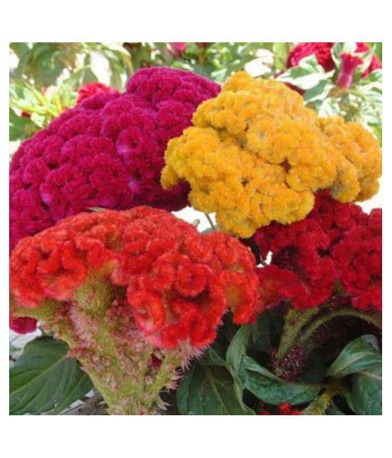 Celosia Cockscomb Dwarf OP Mix