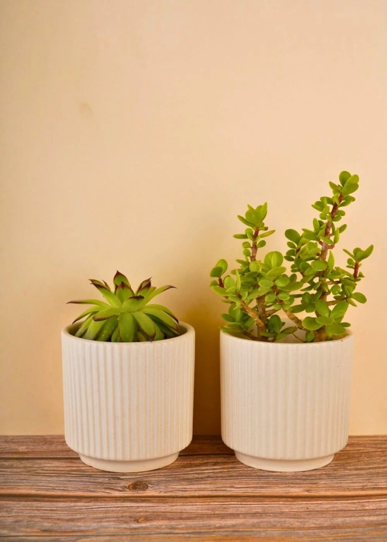 Set of 10 Pinteresty Planters (for the price of 7)