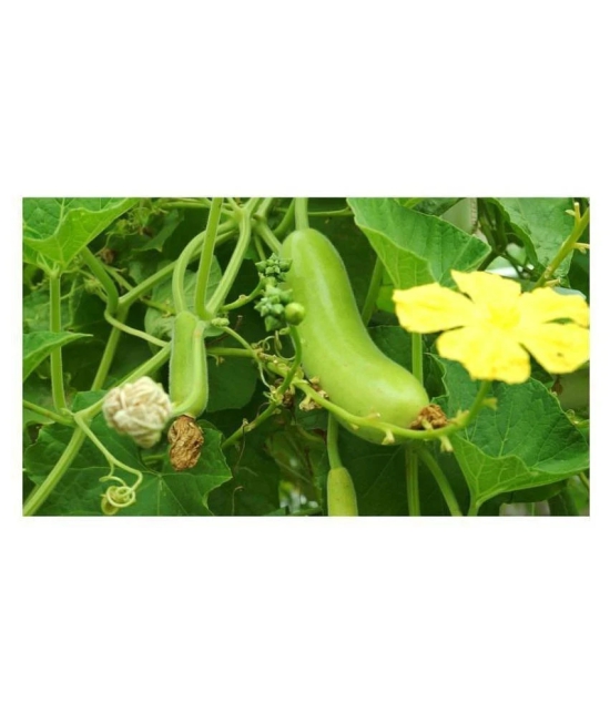 Bottle Gourd F1 Hybrid - 20 seed +soil free - Organic Seeds - For Home And Kitchen Garden | (Pack 20 Seeds) + Instruction Manual