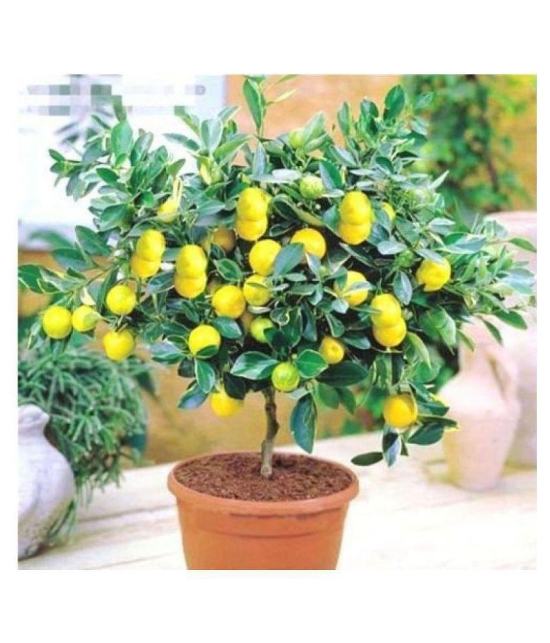 Suitable Fruit Seeds-lemon seeds 10 seeds